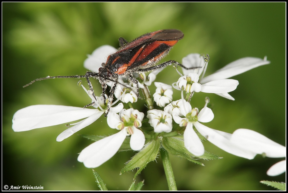 Heteroptera d''Israele: Horistus turcomanus (Horvath, 1889)